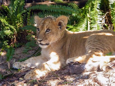 young-lion-cub