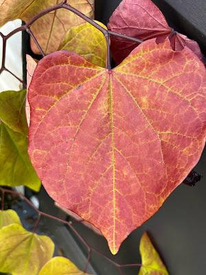 Adding another Cercis to the garden
