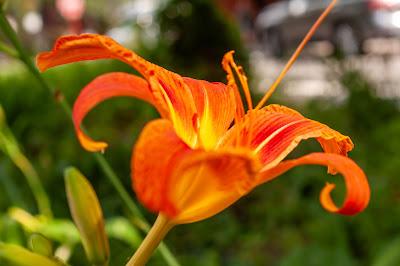 I've not forgotten [flowers]