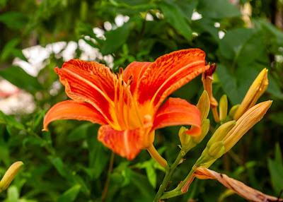 I've not forgotten [flowers]