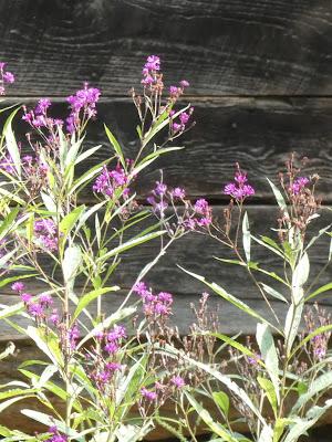 Late Summer Blooms--Wild and Tame