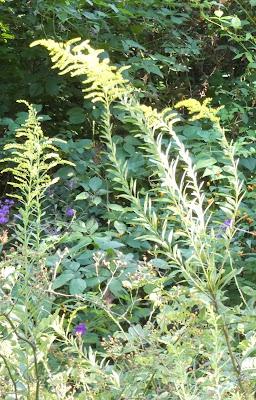 Late Summer Blooms--Wild and Tame
