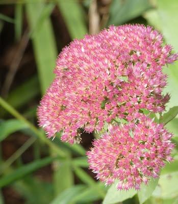 Late Summer Blooms--Wild and Tame