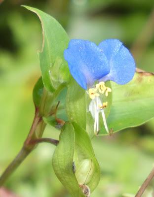 Late Summer Blooms--Wild and Tame