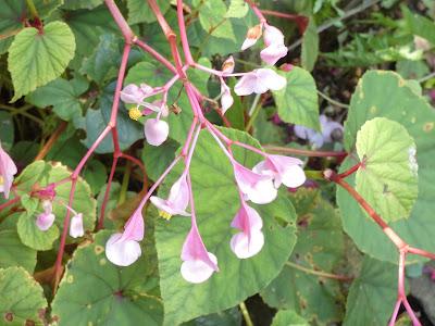 Late Summer Blooms--Wild and Tame