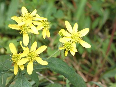 Late Summer Blooms--Wild and Tame
