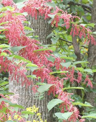 Late Summer Blooms--Wild and Tame