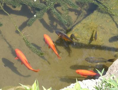 New Life in the Pond!