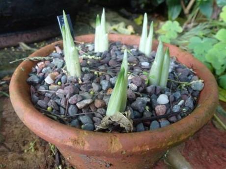 fresh green shoots of iris reticulata