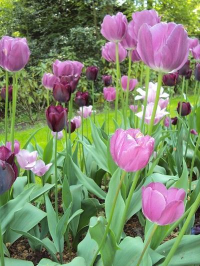 Warning: Beautiful Tulips Ahead