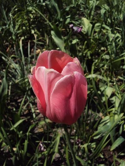 Warning: Beautiful Tulips Ahead