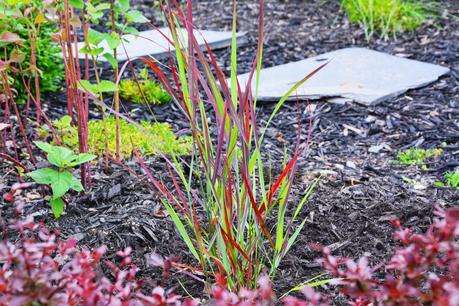 Panicum virgatum 'Cheyenne Sky'