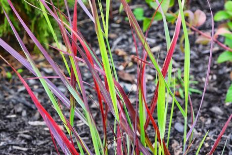 Panicum virgatum 'Cheyenne Sky'