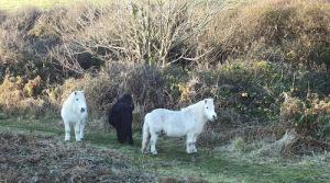 Ponies doing their bit for conservation at Kennack Sands (photo: Amanda Scott)