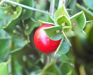 Butcher's Broom fruit (photo: Amanda Scott)