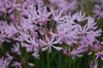 Nerine undulata Flower (16/11/2013, Kew Gardens, London)