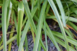 Nerine undulata Leaf (16/11/2013, Kew Gardens, London)