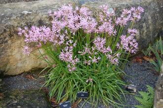 Nerine undulata (16/11/2013, Kew Gardens, London)