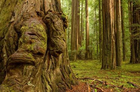 Humboldt Redwood State Park, California