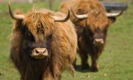 Yaks at Blue Heron Cheese Company in Oregon