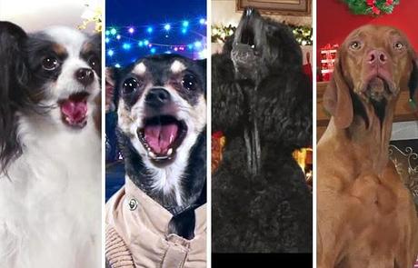 8 DOGS Lip Sync to the Tune of “Silent Night”