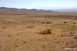 Wild Horses and Weeds