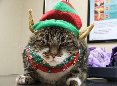 Cat in a Elf Costume