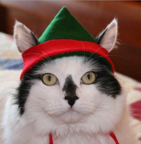 Cat in a Elf Costume
