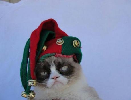 Cat in a Elf Costume