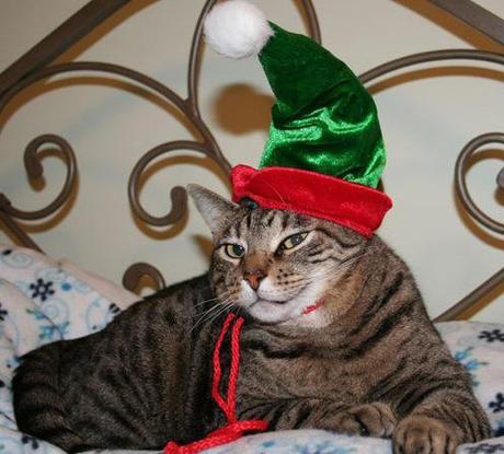 Cat in a Elf Costume 
