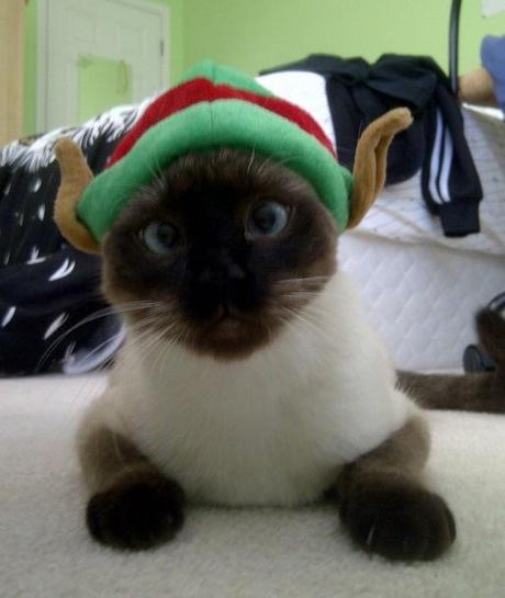 Cat in a Elf Costume 