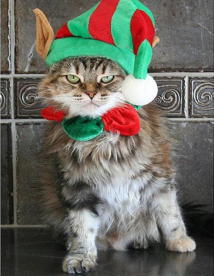 Cat in a Elf Costume