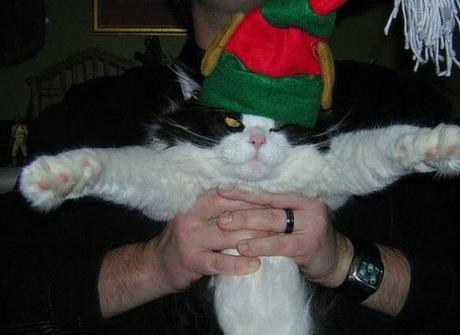 Cat in a Elf Costume