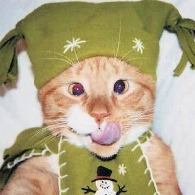 Cat in a Elf Costume