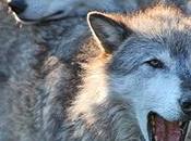 Million Protest Stripping Wolves Endangered Listing
