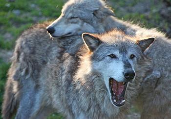 Wolf pair (Photo by Steve Jurvetson / U.S. Fish and Wildlife Service)