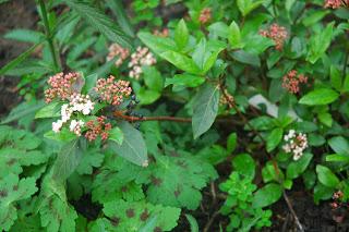All I want for Christmas is…. no viburnum beetle