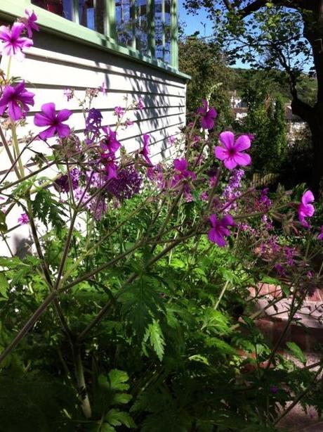 Geranium Palmatum in flower