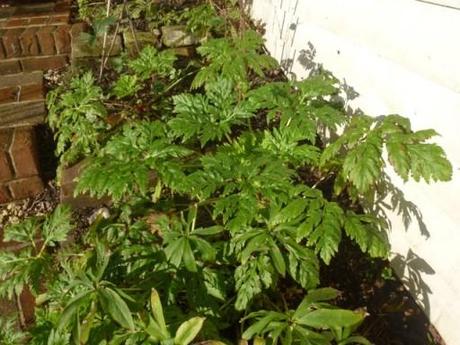 before flowering Geranium Palmatum has lush green foliage