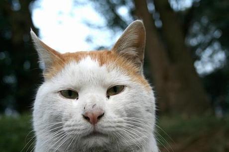 cat, unimpressed Tokyo stray cat