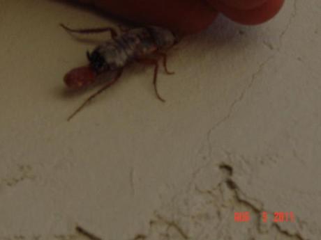 probestpestmanagementDSC04888