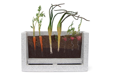 Transparent Root Vegetable Farm