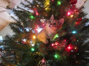 Our kitty Lily. This was her first Christmas Tree :)