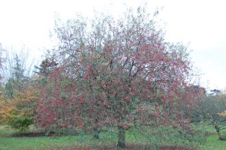 Malus x robusta (16/11/2013, Kew Gardens, London)