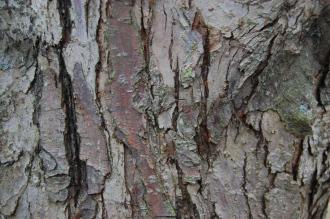 Malus x robusta Bark (16/11/2013, Kew Gardens, London)