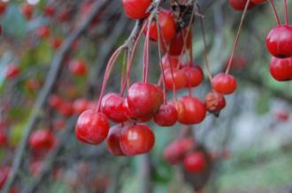 Malus x robusta Fruit (16/11/2013, Kew Gardens, London)