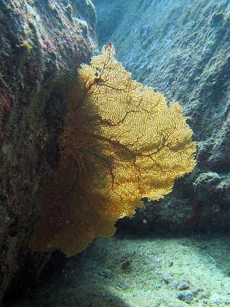 fan coral