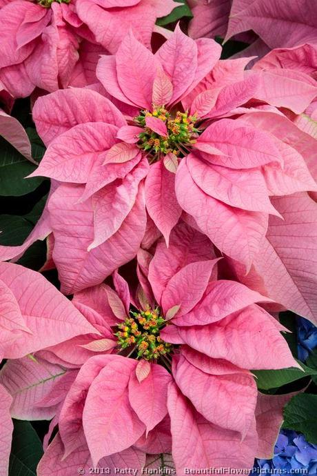 Santa Claus Pink Poinsettia © 2013 Patty Hankins