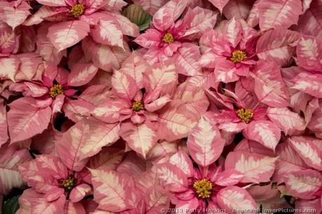 Sparkling Punch Poinsettia © 2013 Patty Hankins