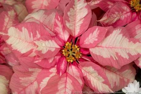 Sparkling Punch Poinsettia © 2013 Patty Hankins